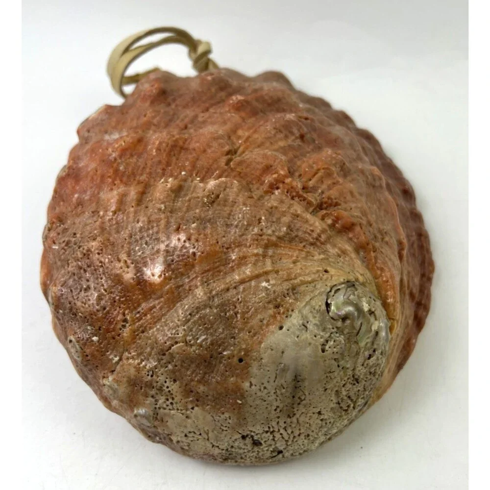 Vintage Abalone Half Shell 8.25